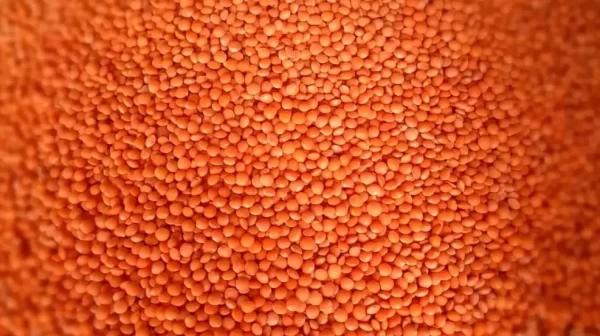 দেশী মুসরী ডাল ১ কেজি